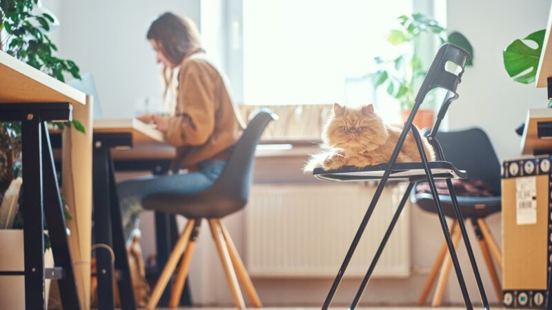 Girl is sitting near table, while her cat is sitting on the chair